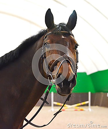 Close up of the head of a bay dressage horse with bridle and check-rein or martingale. Stock Photo