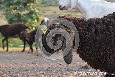Close up head of black sheep in the flock of white sheeps Stock Photo