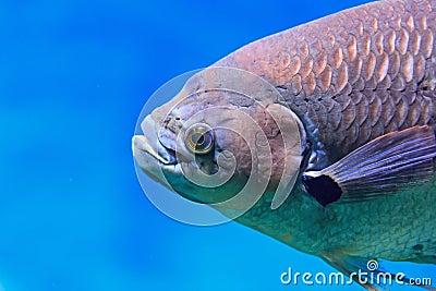 Close up head carp bream in water. Stock Photo