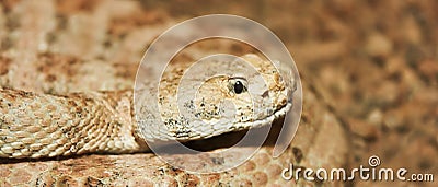 A Close Up of a Red Diamond Rattlesnake Stock Photo