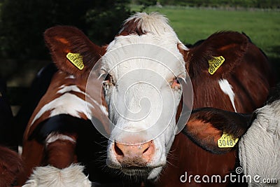 Close up of head of cow in field Editorial Stock Photo