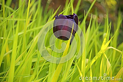 Close up of the head of a dark red or burgandy or purple tulip flower in bloom against a green grass background. Stock Photo