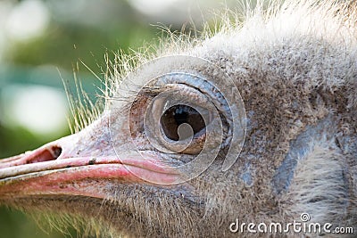 Close up head and eye ostrich in farm Stock Photo
