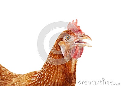 Close up head of female chicken isolated white background Stock Photo