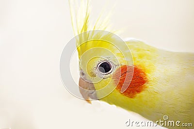 close-up head of a funny male cockatiel parrot of yellow color on a light background Stock Photo