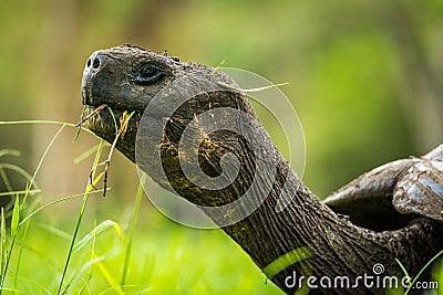 Close-up of head of Galapagos giant tortoise Stock Photo