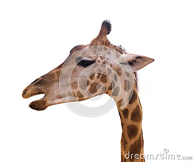 close up of head giraffe isolate on white background Stock Photo