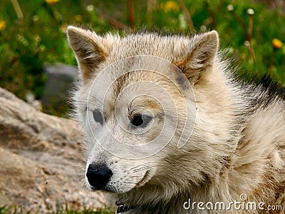 Close up of head of Greenland sled dog Stock Photo