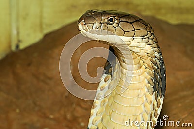 Close up head king cobra is dangerous snake at garden thailand Stock Photo