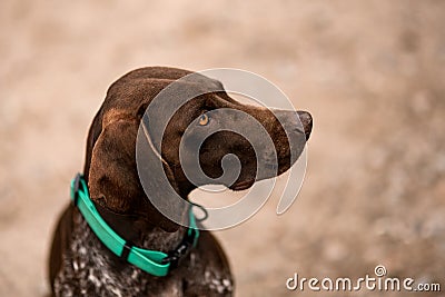 Close-up of the head of lovely brown dog Stock Photo