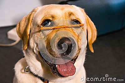 Close up of the head of a lovely Labrador Retriever Stock Photo