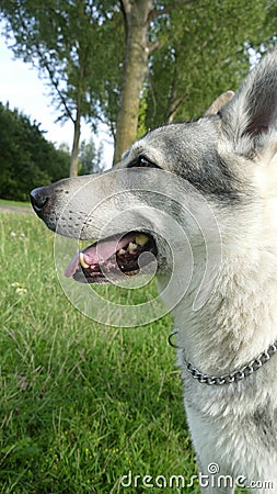 Close-up of the head of my wolfdog Midas. Stock Photo