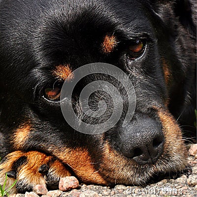 A close-up on the head, on a old Rottweiler female Stock Photo