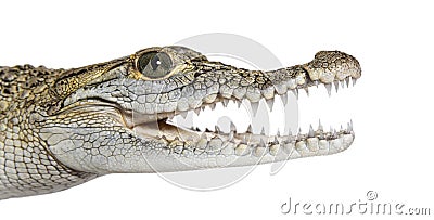 Close-up of the head of a Philippine crocodile with its mouth wide open, showing its fangs, Crocodylus mindorensis, isolated on Stock Photo