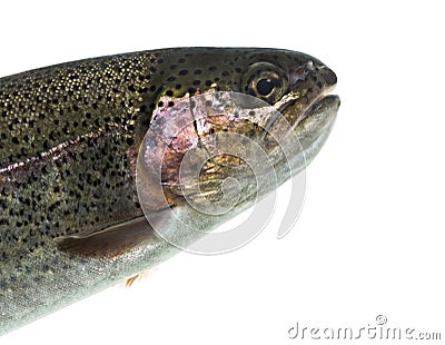 Close-up of head of rainbow trout, isolated Stock Photo