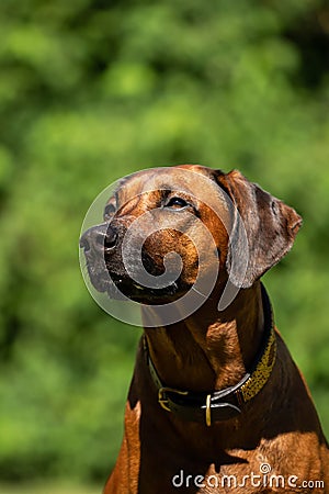 Close-up of the head of a Rhodesian Ridgeback Stock Photo