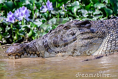Close up of the head of a saltwater crocodile Stock Photo