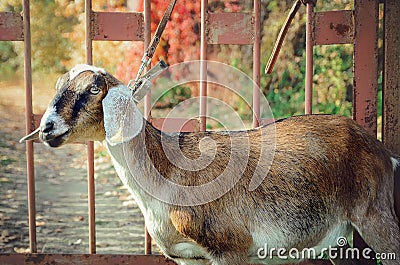A close-up head shot of an Anglo Nubian goat. Stock Photo