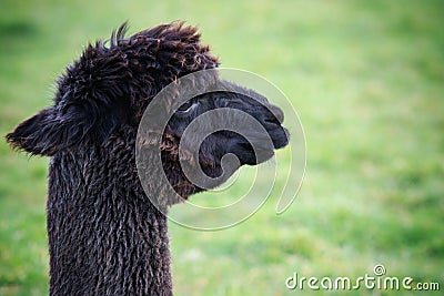 Close up head shot of black fur alpaca on green field Stock Photo