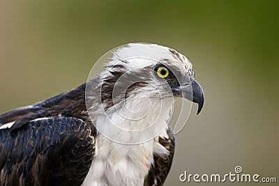 Close up head shot of an Osprey Stock Photo