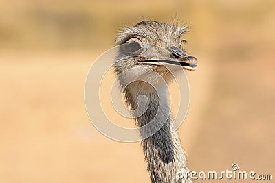 Head shot of an ostrich Stock Photo