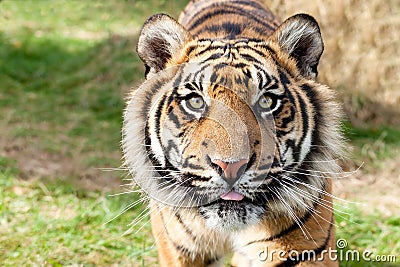 Close up Head Shot of Sumatran Tiger Stock Photo