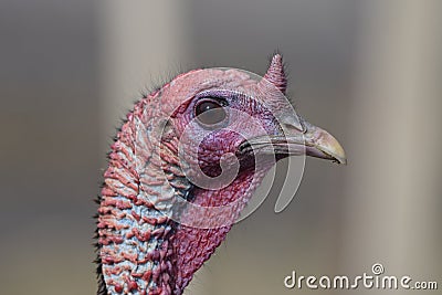 Close up head shot of wild turkey Stock Photo