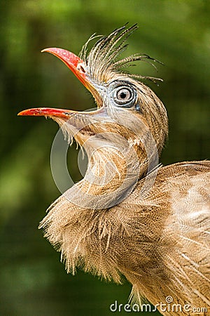 Close-up of head of squawking red-legged seriema Stock Photo