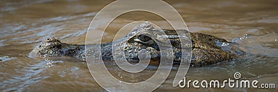 Close-up of head of swimming yacare caiman Stock Photo