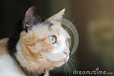 Head of three color thai cat on black background Stock Photo