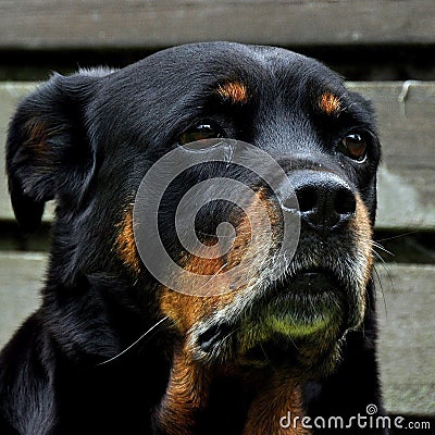 A close-up on the head, on a 12 years old Rottweiler female Stock Photo