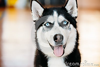 Close Up Head Young Happy Husky Puppy Eskimo Dog Stock Photo