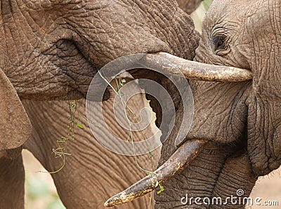 Close up on heads of two young elephants greeting each other in Samburu Reserve Kenya Stock Photo