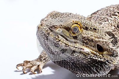 Exotic male bearded dragon headshot Stock Photo