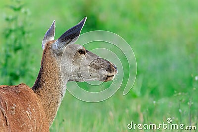 Close-up headshot of red deer doe from back (cervus elaphus Stock Photo