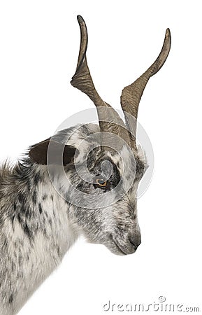 Close-up headshot of Rove goat, 6 years old Stock Photo