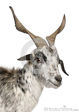 Close-up headshot of Rove goat, 6 years old Stock Photo