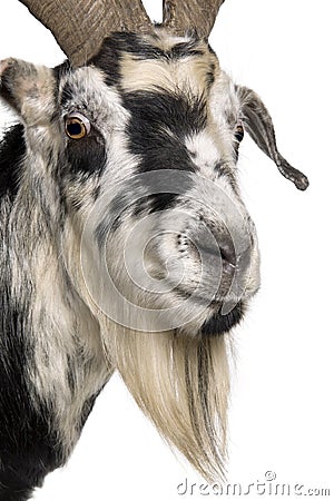 Close-up headshot of Rove goat, 5 years old Stock Photo