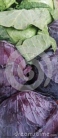 Vegetarian Diet / Green and Purple Cabbage Stock Photo