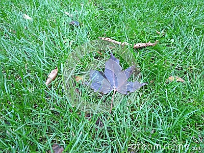 Close up healthy golf overgrown lawn with purple autumn leafs Stock Photo