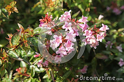 Close-up of a hedge of Abelia grandiflora `Edward Goucher` Stock Photo