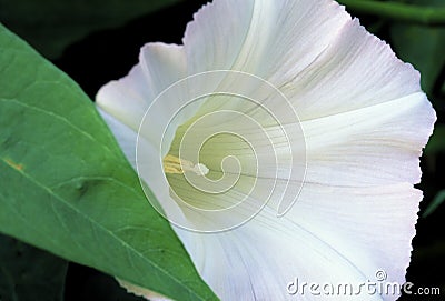 Hedge Bindweed 18976 Stock Photo