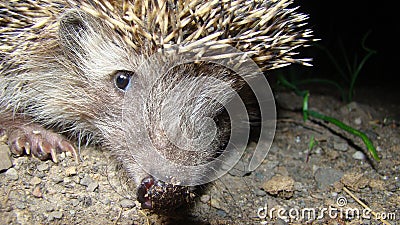 Close up hedgehog. Hedgehog in the garden. European hedgehog. Scientific name: Erinaceus europaeus. delightful summer scene. hedge Stock Photo