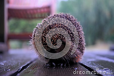 Close up of hedgehog Stock Photo