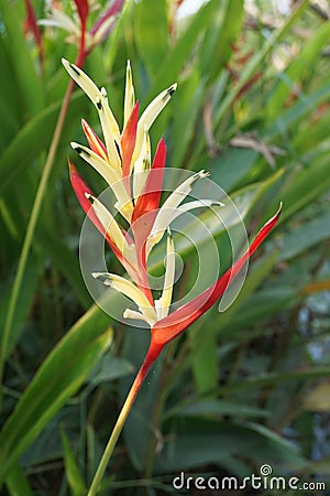 Heliconia flower in nature garden Stock Photo