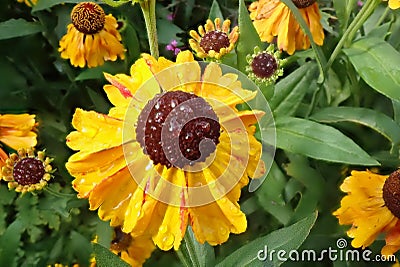 Helenium flower. Stock Photo