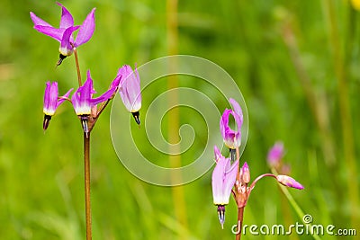 Close up Henderson`s Shooting Star Primula hendersonii, California Stock Photo