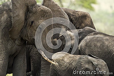 Close-up of a herd of elephants, Serengeti, Tanzania Stock Photo