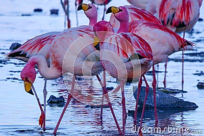 Close up of herd of pink James Flamingos feeding at Laguna Colorada, Lagunas Route, Bolivia Stock Photo