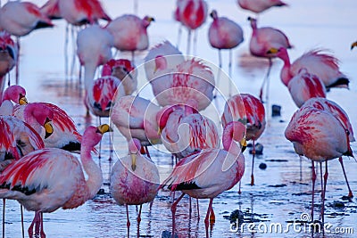 Close up of herd of pink James Flamingos feeding at Laguna Colorada, Lagunas Route, Bolivia Stock Photo